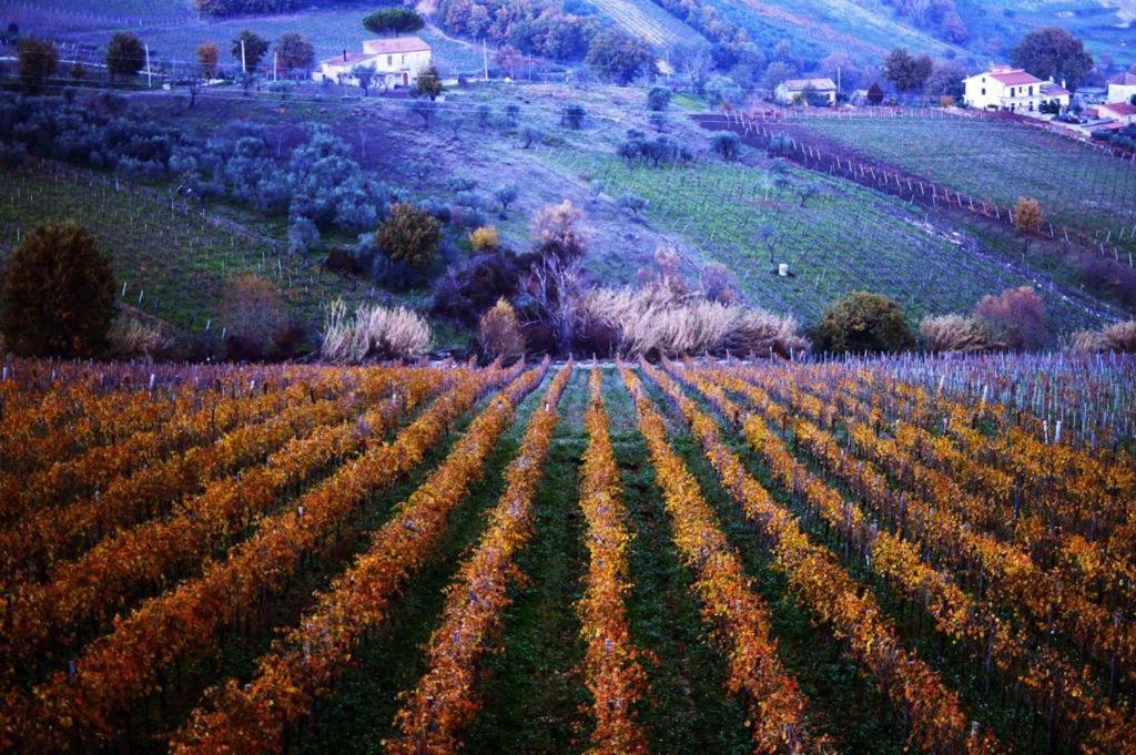 Agriturismo Cantina Morone Guardia Sanframondi Экстерьер фото